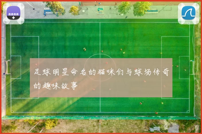 足球明星命名的猫咪们与球场传奇的趣味故事